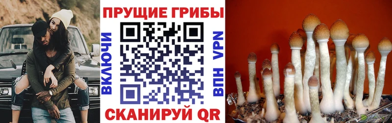 Псилоцибиновые грибы Psilocybine cubensis где можно купить наркотик даркнет клад Всеволожск